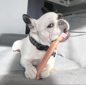Nylabone Power Chew Textured Bone