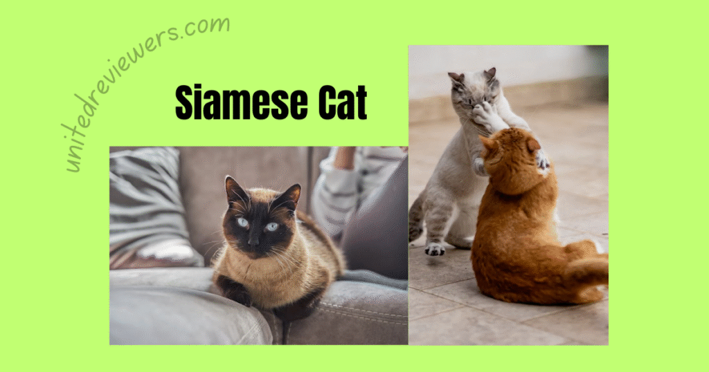 Siamese cat